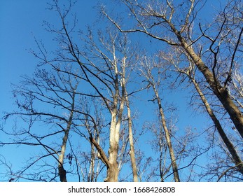 Trees During The Winter Season In Charleston