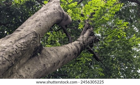 Trees with eagle eyes prespective