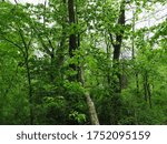 Trees in Early Spring At Apple River Canyon State Park