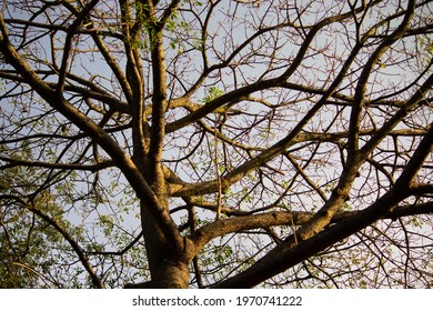 Trees ecological park south zone of são paulo. Brazil. - Shutterstock ID 1970741222