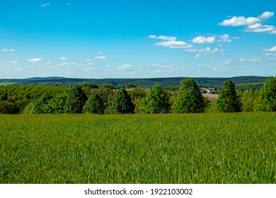 Trees at the edge of the field
