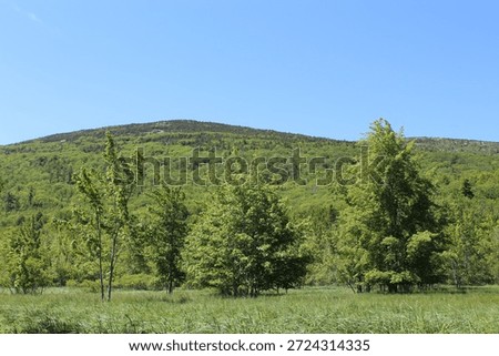Trees at the edge of the Jesup Path Meadow with a mountain behind it at Acadia National Park in Maine with clear sky