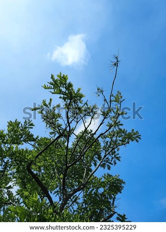 trees with empty clouds loveyou