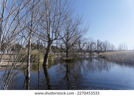 Trees entering the river forming a circular gyre