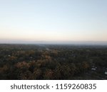 Trees in the evening
