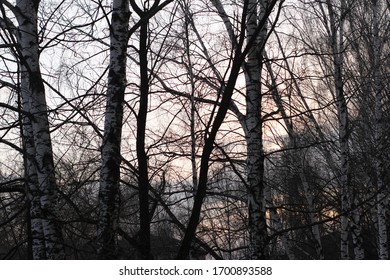 trees in the evening light
