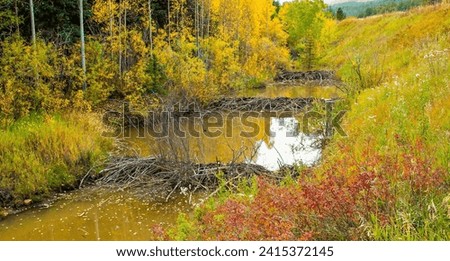 Trees in fall color surround three beaver dams in the Adirondack National Park, Upper New York.