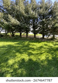 Trees in the fall and a green grass
