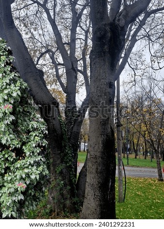trees with fallen leaves, ivy wrapped around the tree, nature, green grass and sky