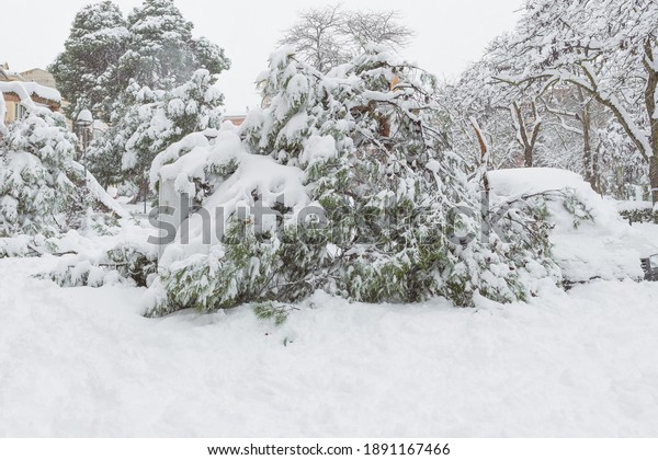trees fallen\
from the weight of snow on branches in the city of Guadalajara in\
Spain after storm\
Filomena