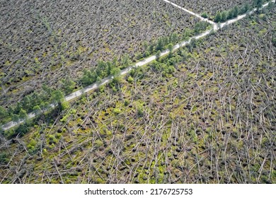 Trees Felling In Scotland To Produce Biomass Fuel 