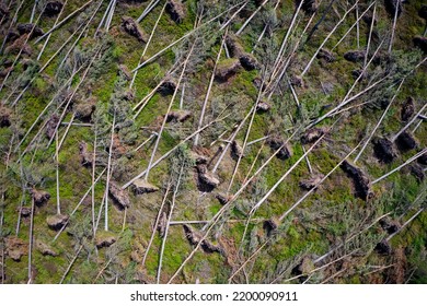 Trees Felling In Scotland To Produce Biomass Fuel 