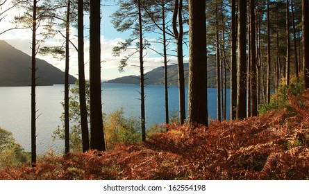 Trees And Fern During Autumn In Front Of Loch Lomond, Scotland, UK.