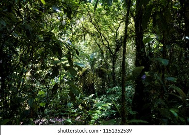 Trees And Ferns In The Jungle Of Braulio Carrillo National Park