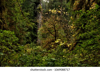 Trees, ferns and moss exude green in a forest.