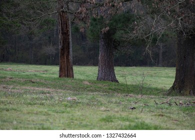 Trees in Field