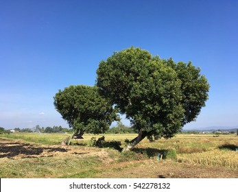 Trees in the field