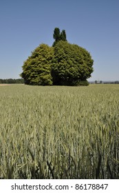 Trees at a field