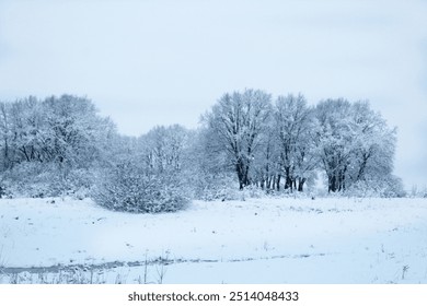 The trees in the field are covered with snow. Black and White Winter Landscape with Trees and Field. - Powered by Shutterstock