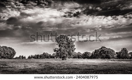 Trees in the field of Orne countryside in summer, Normandy France