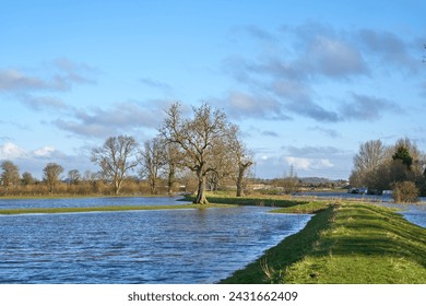 Trees in a flooded landscape                             