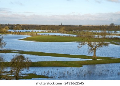 Trees in a flooded landscape                             