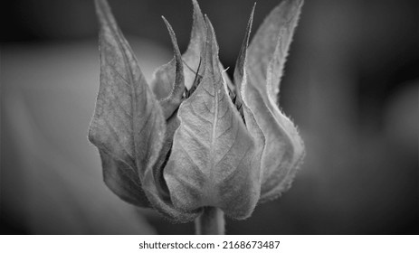 Trees And Flowers Of The Southeastern United States