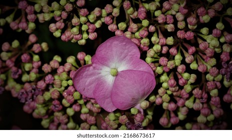 Trees And Flowers Of The Southeastern United States