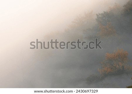 Trees in fog, beautiful aerial view on the colorful tress in autumn nature