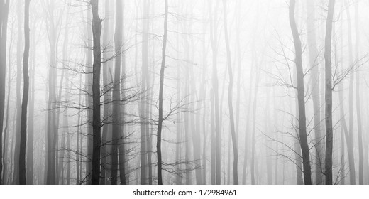 Trees In Fog, Black And White Picture 