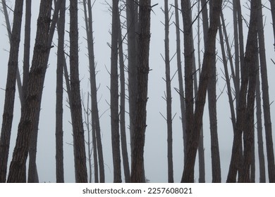 Trees and fog in the lake of Selles (spain) - Shutterstock ID 2257608021