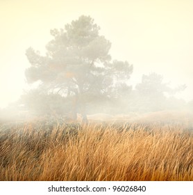 Trees in a fog - mist scenery with high grasses in foreground - Powered by Shutterstock