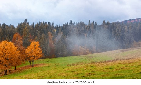 trees in the fog on the meadow. misty autumnal weather. overcast sky. fall season - Powered by Shutterstock