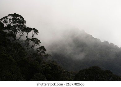 Trees And Fog In The Sierra Nevada De Santa Marta