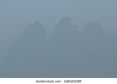 Trees In The Fog. Variable Weather. Swit Meadow. Morning With Dew