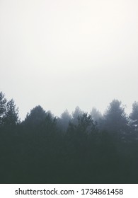 Trees In Foggy Day. Foggy Forest