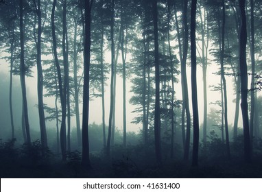 Misty Forest Wallpaper Hd Stock Images Shutterstock