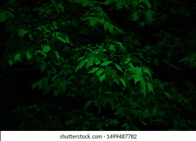 Trees foliage illuminated in green color at night. Greeneries in the park. Artistic illustration of the dark forest. The woods landscape design. 