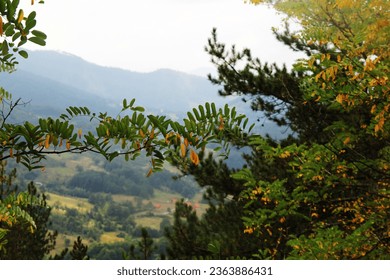 trees in the foreground and mountains and forest in the background