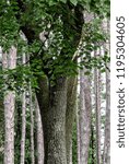 Trees in a forest