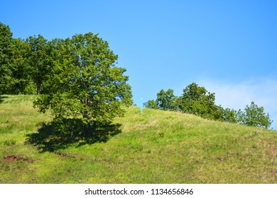 trees in the forest