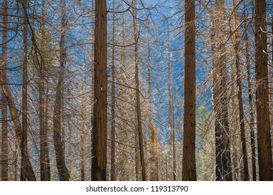 trees in a forest