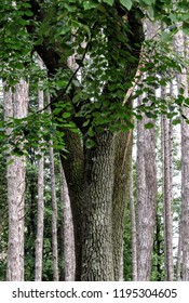 Trees in a forest