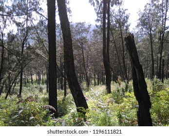 Trees in the Forest