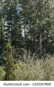 Trees of the Forest