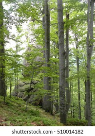 trees in the forest