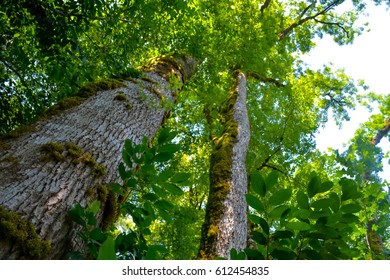 trees in the forest