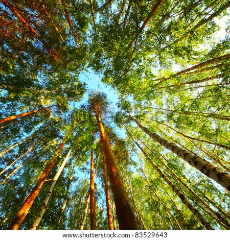 Trees in a forest