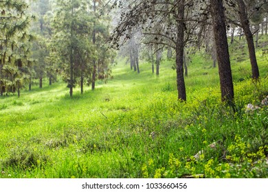 Trees in the forest background.