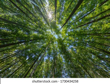 Trees in the forest, bottom view, birch and poplar with thin trunks and green foliage, tree tops against the sky. Forest landscape.